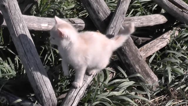С тестом пешком в свой Ханаан шествовать можно и ныне. 05. 10. 2016 смотреть онлайн
