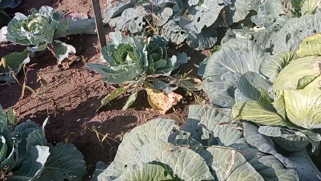 Плохой опыт тоже опыт / капуста 2023. смотреть онлайн