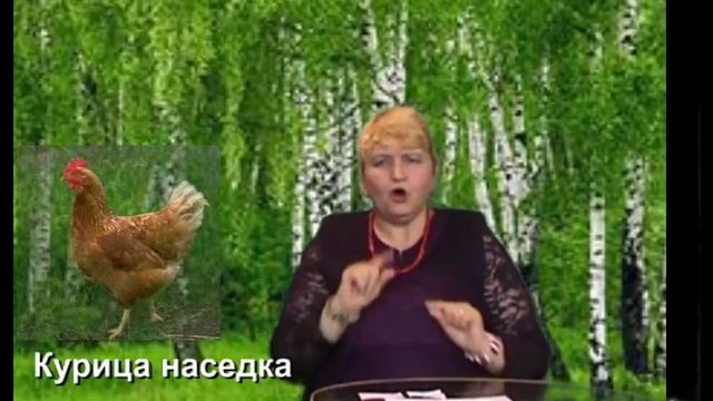 МИ № 17 "Животные"-юмор смотреть онлайн