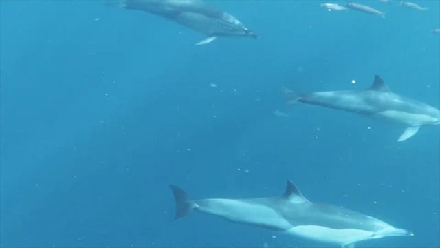 El Mar de Cortés para fagot y cinta de Robert Brooks смотреть онлайн