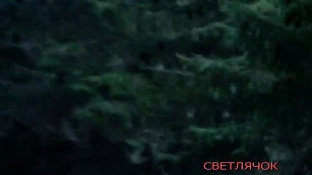 Снимаю видео. Собираем грибы в лесу. смотреть онлайн