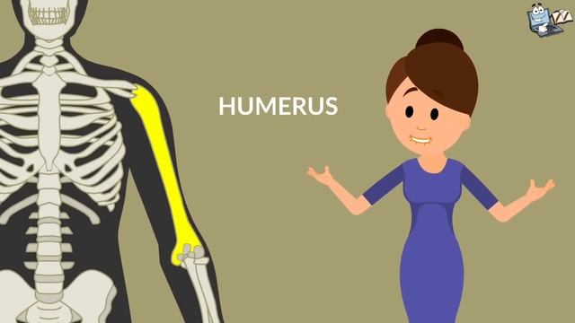 Skeletal System | Human Skeleton смотреть онлайн