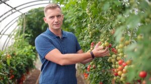 Супер томат черри Литл Пинки F1. Семена Партнер.