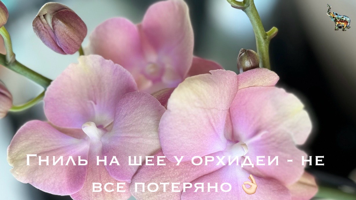 Гниль на шее орхидеи, не паникуем ! Будем ждать детку 😃 смотреть онлайн