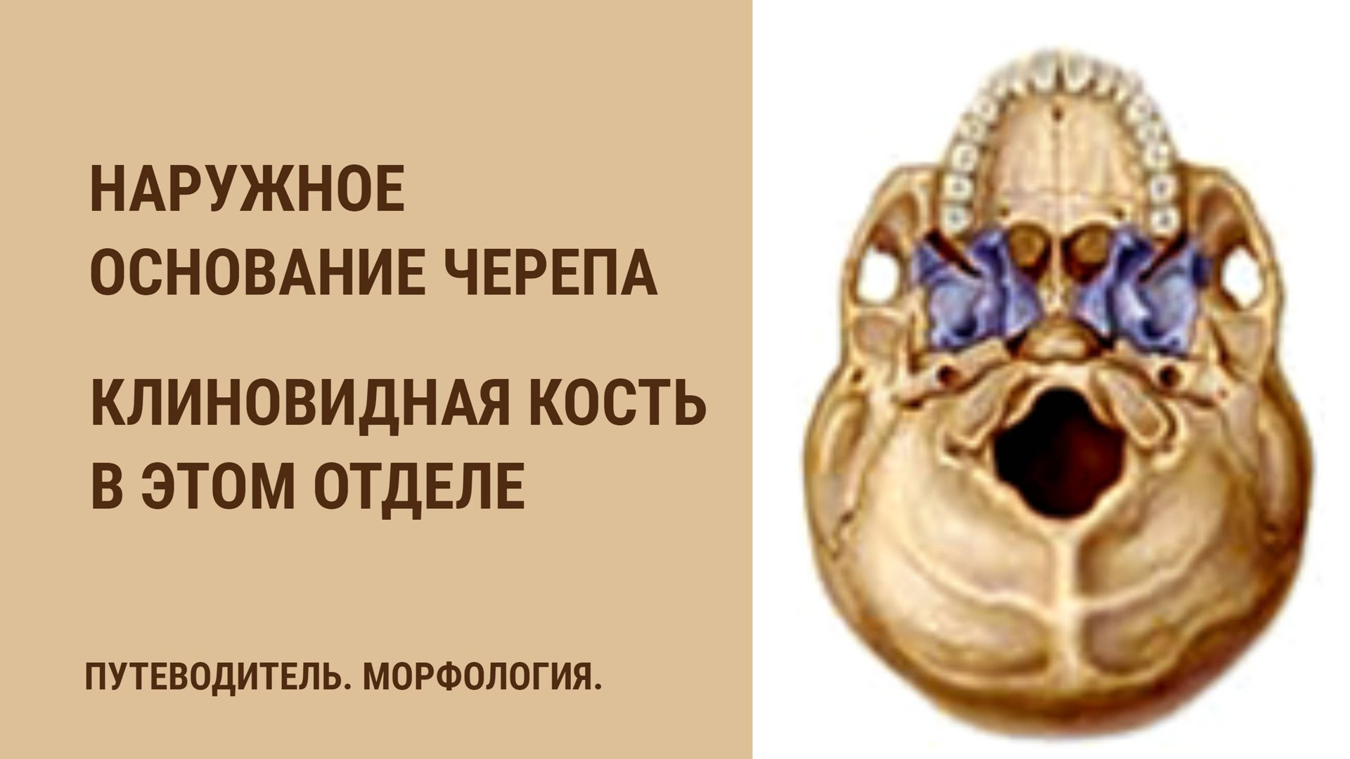 Наружное основание черепа. Клиновидная кость в этом отделе. смотреть онлайн