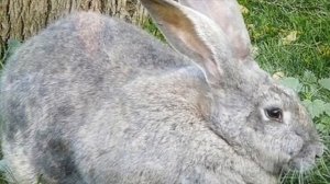 Разведение кроликов породы Серый Великан как бизнес идея | Кролиководство | Кролик Серый Великан