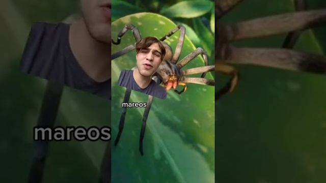 La HORMIGA B4LA #shorts смотреть онлайн