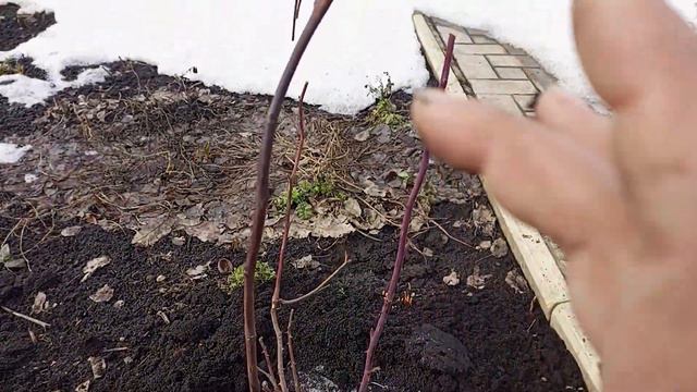 Когда весной снимать укрытие с роз.Как перезимовали мои розы. смотреть онлайн