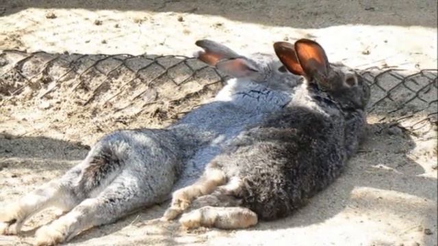 ДЕД МАЗАЙ 169429595 смотреть онлайн