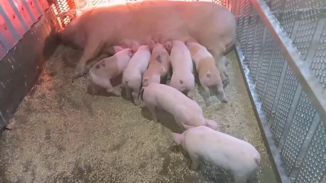 ‼️## Новоселье у свиноматки с поросятами, рацион для поросят и Лактирующих свиноматок ##‼️ смотреть онлайн