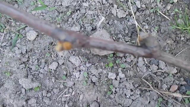 Виноград. смотреть онлайн