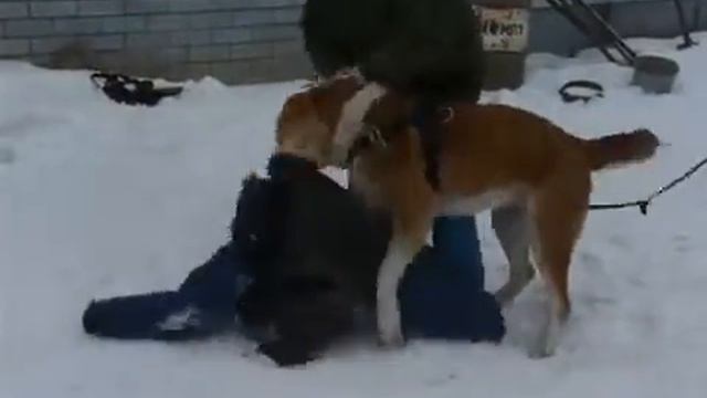 Кобель САО Цагдам - фигурант Майюра Сергей // Служебное собаководство смотреть онлайн