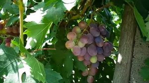 Виноград "Императрица" г.ф. Калугина В.М. 4 августа 2018г.