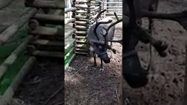 Красивейший северный олень в загородном зоопарке смотреть онлайн