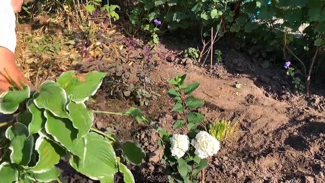 ВТОРАЯ КЛУМБА на даче.Это ещё не предел. Гортензия, Скумпия, Хоста, Бересклет, Лилейник, Туя смотреть онлайн