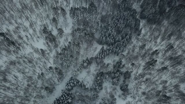 Полет над зимним лесом. Ботсад. Академгородок. Новосибирск смотреть онлайн