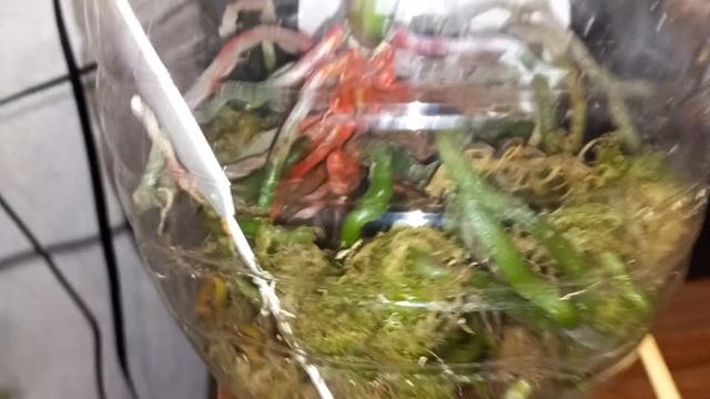 Моя самая ДОРОГАЯ ОРХИДЕЯ КАК ОНА ? ХАТАЮКИ ,СКАЗКА ПОСЛЕ ОМОЛОЖЕНИЯ  ЧТО С НИМИ?