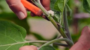 Как формировать баклажаны