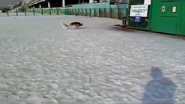 [04] Гуляем с хаски: Догоняй! смотреть онлайн
