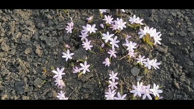 Сцилла из рода Пролеска смотреть онлайн