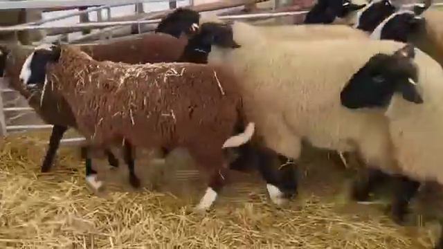 Цварблес Шотландская селекция , ярки 5-6 месяцев, вес 55-60 кг смотреть онлайн