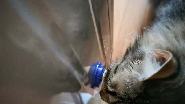 лакомство для кошек с АлиЭкспресс