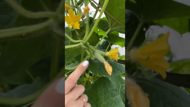 Лучший Сибирский гибрид огурца?Обзор сорта УСАДЬБА-СЕМЕНА смотреть онлайн