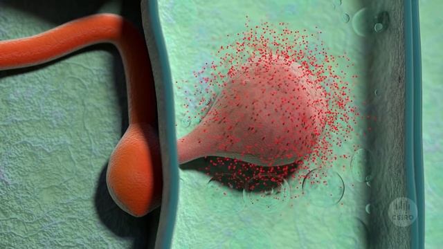 Rust: Fungi that Attack Plants смотреть онлайн