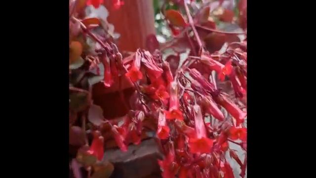 ЦВЕТЕТ КАЛАНХОЭ смотреть онлайн