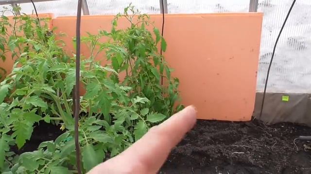 Как сохранить томаты в теплице в морозную ночь? Ольга Чернова. смотреть онлайн