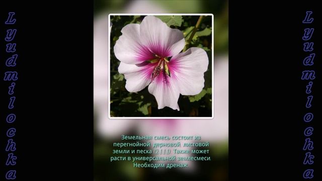 Гибискус (Китайская роза). Уход в домашних условиях смотреть онлайн