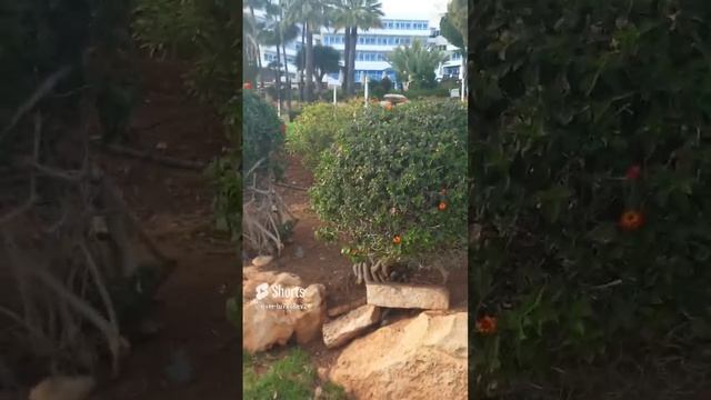 Кипр, Лимасол, кусты с цветами, цветы