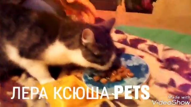 ПРОВЕРЯЕМ КАКОЙ КОРМ ЛУЧШЕ (ДЛЯ КОШЕК ) смотреть онлайн