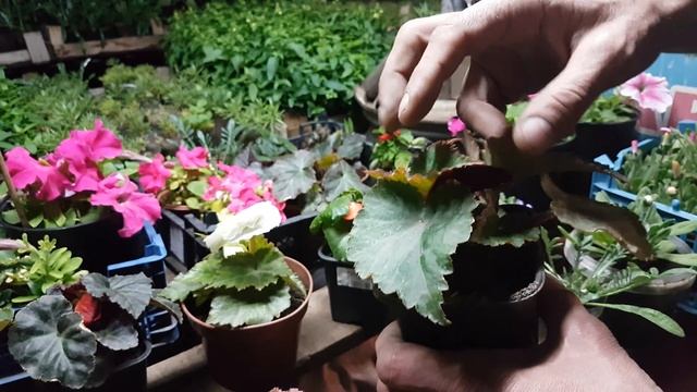 БЕГОНИЯ КЛУБНЕВАЯ ЧЕМ ПОДКОРМИТЬ ЧТОБЫ ЦВЕЛА. чем кормить бегонию смотреть онлайн