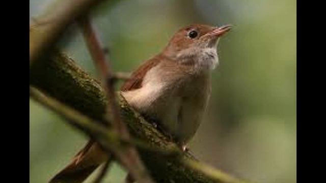 "It Is the Hour" / "Twilight" by Lord Byron, read by The Wordman смотреть онлайн