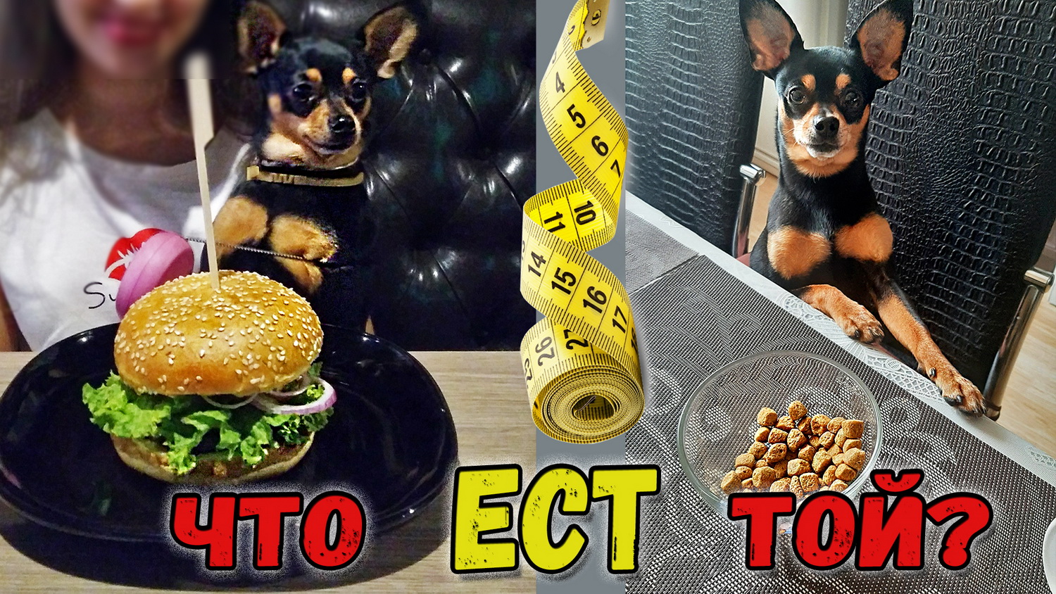 Ошибки питания или как не нужно кормить собаку смотреть онлайн