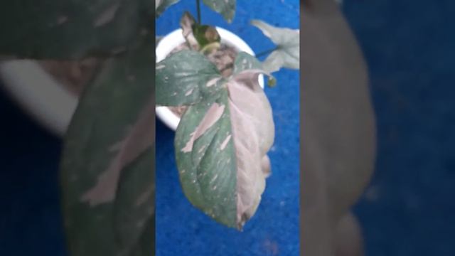 Syngonium Pink Splash #Shorts смотреть онлайн