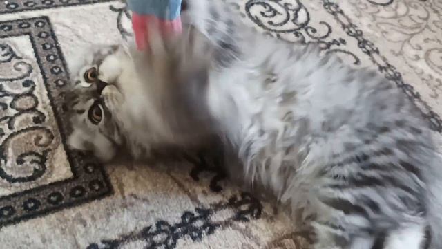 Шотландский котенок (продажа) смотреть онлайн