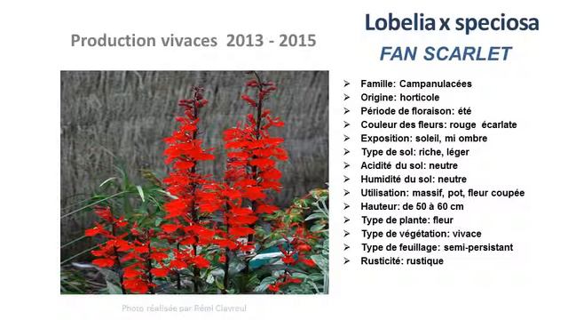Jardinage: Lobelia X Speciosa Fan Scarlet: Plante Vivace