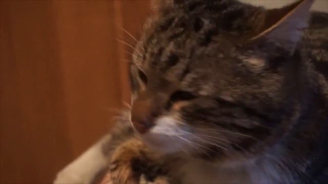 когда твой кот плачет смотреть онлайн