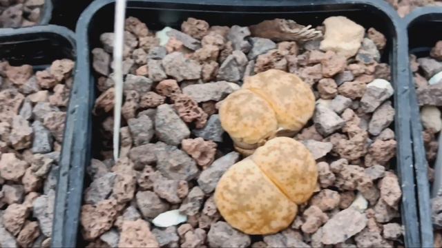 Обзор редких литопсов.Огромные литопсы.Lithops. смотреть онлайн