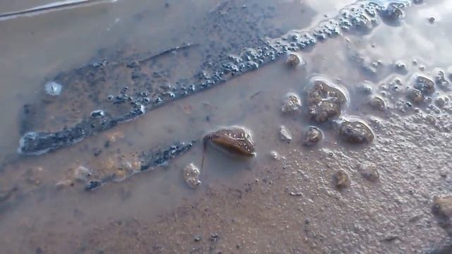 Это живет у меня на даче смотреть онлайн