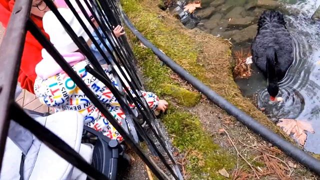 Сочинский Дендрарий / Что надо знать перед посещением дендрария? смотреть онлайн