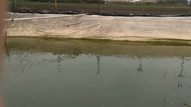 Искусственный водоем: ВСЁ ПРОПАЛО, НАДО ЖАРИТЬ РЫБУ! смотреть онлайн