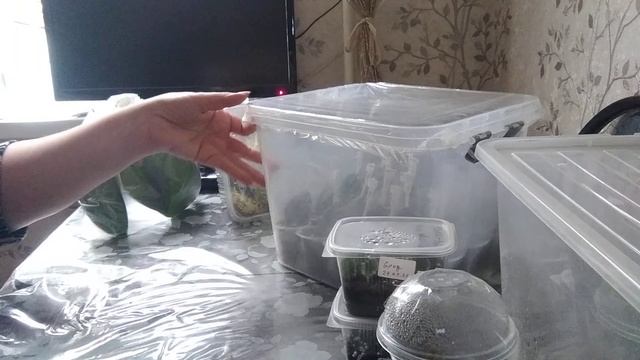 Какие я использую теплички для комнатных растений. смотреть онлайн