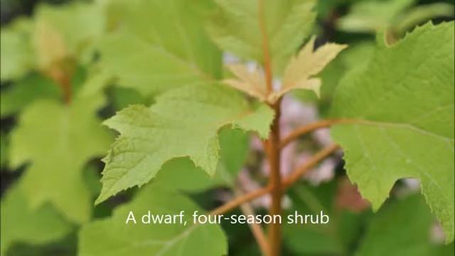 The Hydrangea quercifolia 'Pee Wee' смотреть онлайн