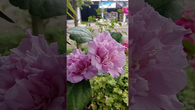 #Hibiscus purple 🌺🌺 смотреть онлайн