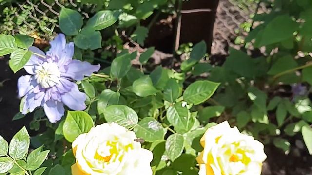 Розы и клематисы на моем участке смотреть онлайн