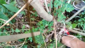 Быстрый способ избавиться от кустарников и маленький деревьев.