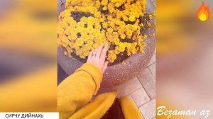 Малика Уцаева Сирчу Дийнахь?